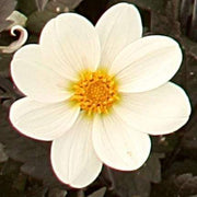 Dahlia 'Dahlegria White' | 3L Pot Perennial Bedding