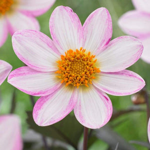 Dahlia 'Dahlegria White' | 3L Pot Perennial Bedding