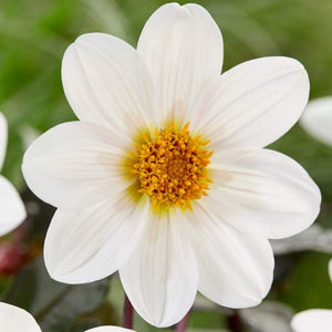 Dahlia 'Dahlegria White' | 3L Pot Perennial Bedding