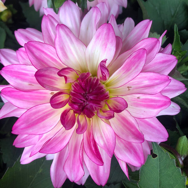 Dahlia 'Sincerity' | 3L Pot Perennial Plants