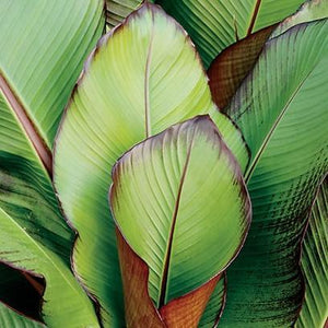 Ensete 'Vetricosum' | 3L Pot Perennial Bedding