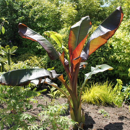 Ensete 'Vetricosum' | 3L Pot Perennial Bedding