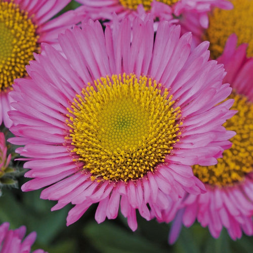 Erigeron 'Sea Breeze' | 3L Pot Perennial Plants
