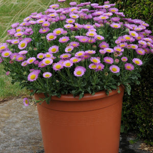 Erigeron 'Sea Breeze' | 3L Pot Perennial Plants