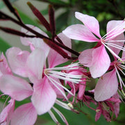 Gaura 'Gambit Variegata Rose' | 3L Pot Perennial Plants