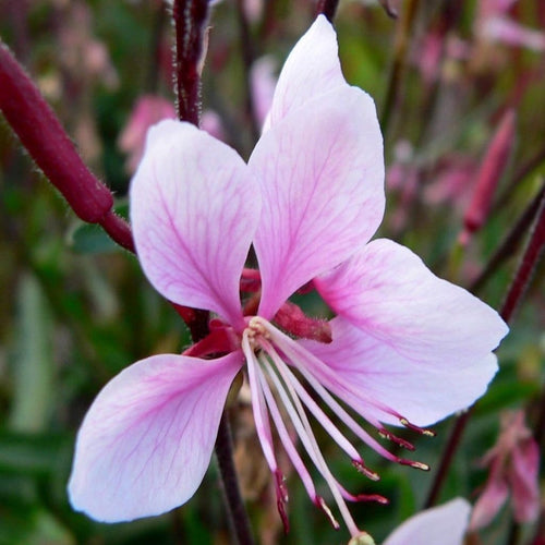 Gaura 'Gambit Variegata Rose' | 3L Pot Perennial Plants