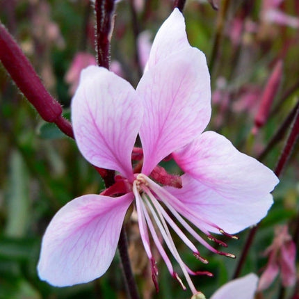 Gaura 'Gambit Variegata Rose' | 3L Pot Perennial Plants
