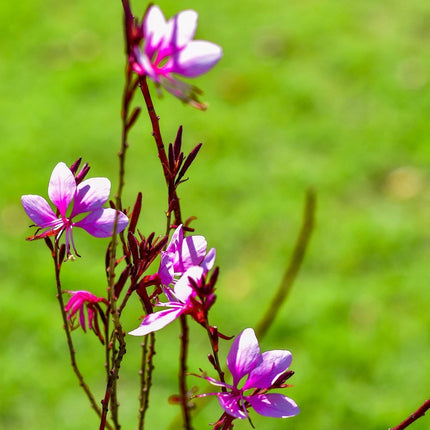 Gaura 'Gambit Variegata Rose' | 3L Pot Perennial Plants