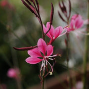 Gaura 'Gaudi Rose' | 3L Pot Perennial Plants