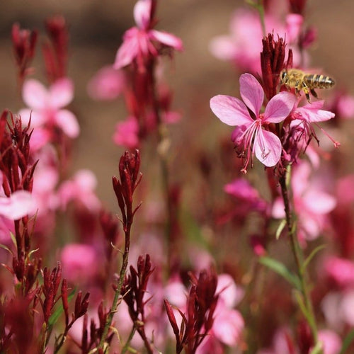 Gaura 'Gaudi Rose' | 3L Pot Perennial Plants