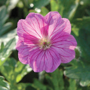 Geranium 'Blushing Turtle' | 3L Pot Perennial Bedding