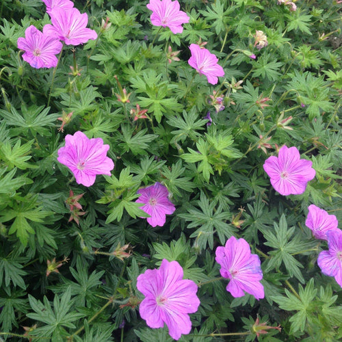 Geranium 'Blushing Turtle' | 3L Pot Perennial Bedding