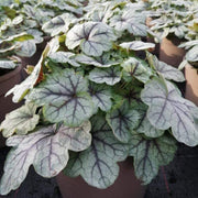 Heucherella 'Pink Fizz' | 3L Pot Perennial Bedding