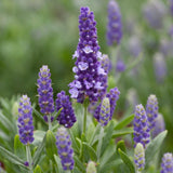 Lavender 'Blue Spear' | 2L Pot Perennial plants