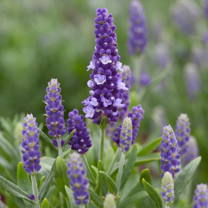 Lavender 'Blue Spear' | 2L Pot Perennial plants