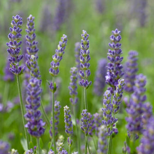 Lavender 'Blue Spear' | 2L Pot Perennial plants