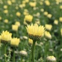 Leucanthemum 'Broadway Lights' | Daisy | 3L Pot Perennial Bedding