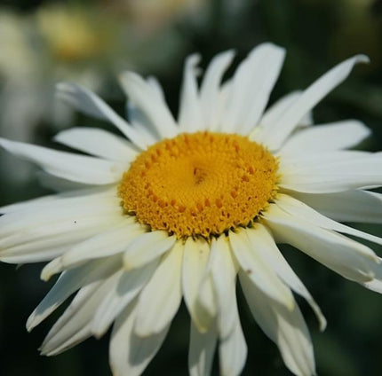 Leucanthemum 'Broadway Lights' | Daisy | 3L Pot Perennial Bedding