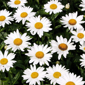 Leucanthemum 'Broadway Lights' | Daisy | 3L Pot Perennial Bedding