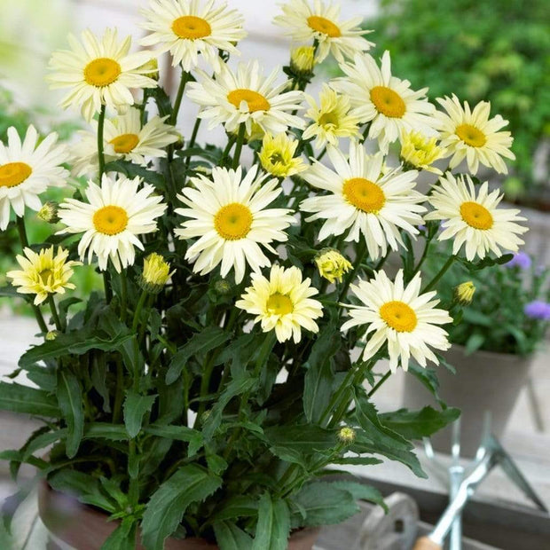 Leucanthemum 'Broadway Lights' | Daisy | 3L Pot Perennial Bedding