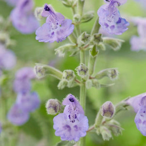 Nepeta 'Walkers Low' | 3L Pot Perennial Bedding