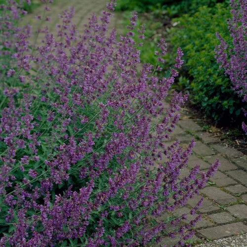 Nepeta 'Walkers Low' | 3L Pot Perennial Bedding