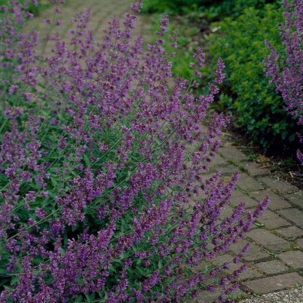 Nepeta 'Walkers Low' | 3L Pot Perennial Bedding