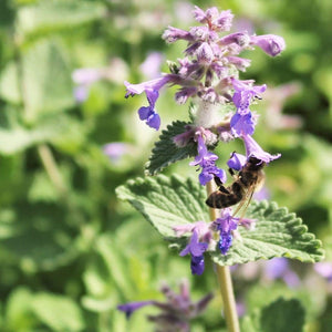 Nepeta 'Walkers Low' | 3L Pot Perennial Bedding