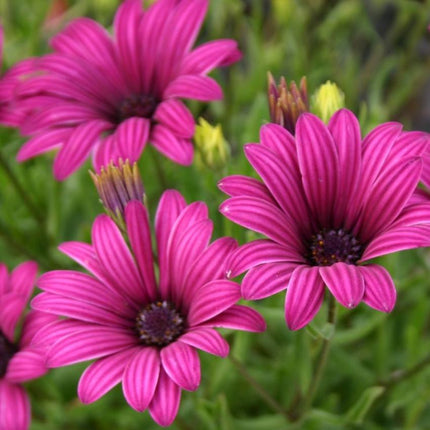 Osteospermum 'Tresco Purple' | 3L Pot Perennial plants