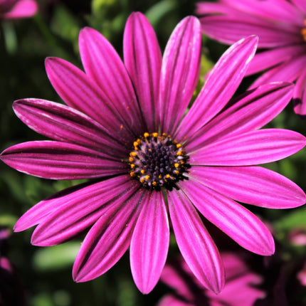 Osteospermum 'Tresco Purple' | 3L Pot Perennial plants