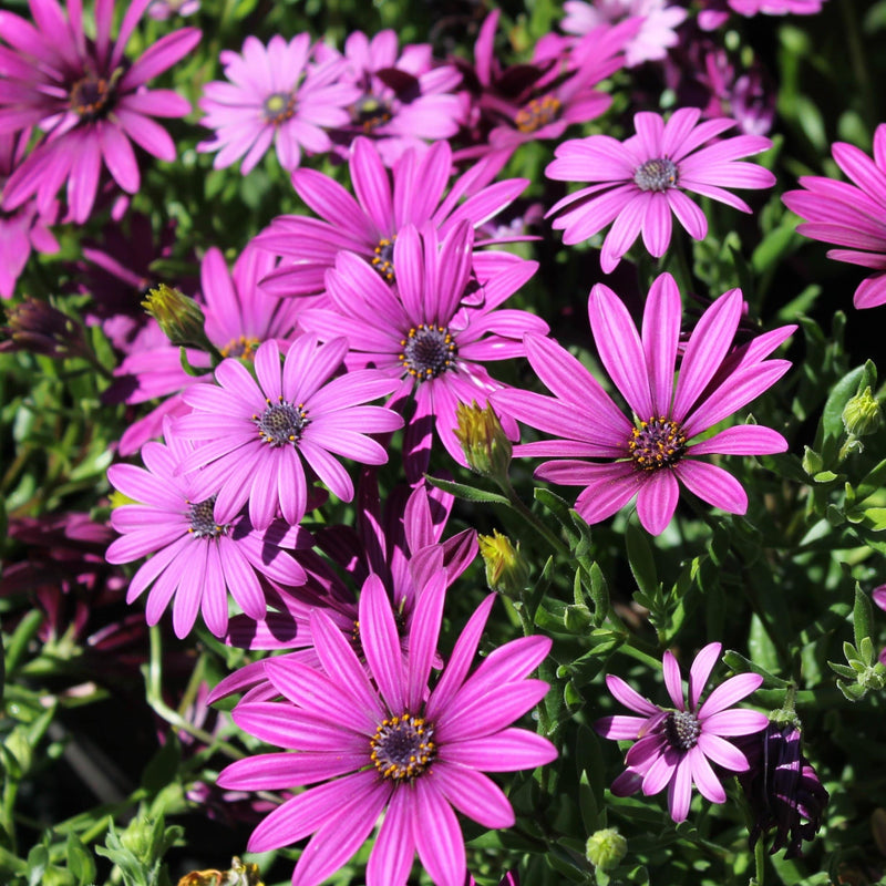 Osteospermum 'Tresco Purple' | 3L Pot Perennial plants