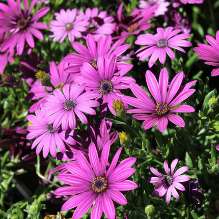 Osteospermum 'Tresco Purple' | 3L Pot Perennial plants