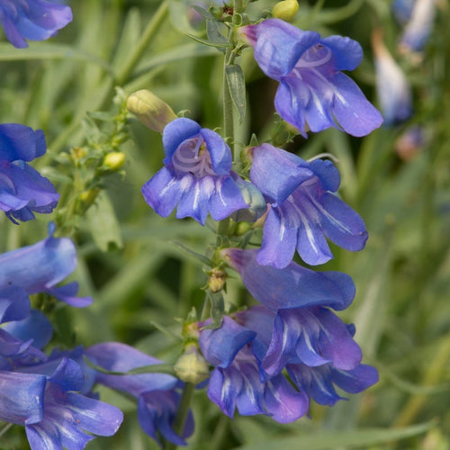 Penstemon 'Electric Blue' | 2L Pot Perennial plants