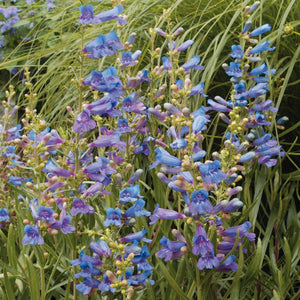 Penstemon 'Electric Blue' | 2L Pot Perennial plants