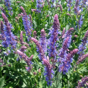 Salvia 'Blue Hill' | 2L Pot Perennial plants