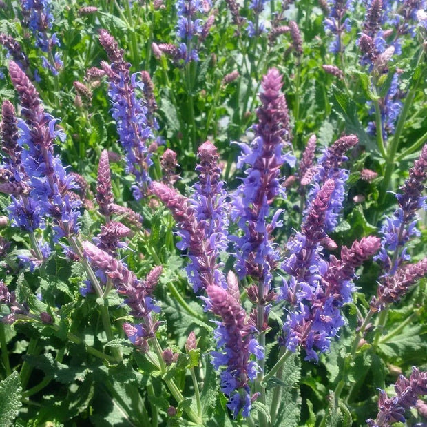 Salvia 'Blue Hill' | 2L Pot Perennial plants