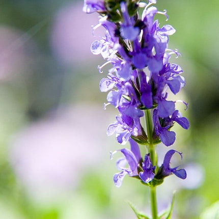 Salvia 'Blue Hill' | 2L Pot Perennial plants