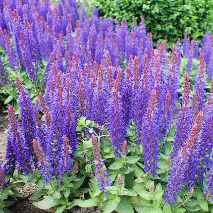 Salvia 'Blue Hill' | 2L Pot Perennial plants