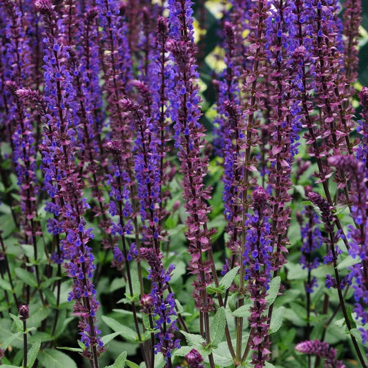 Salvia 'Caradonna' | 3L Pot Perennial Bedding