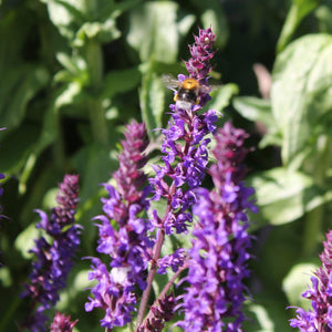 Salvia 'Caradonna' | 3L Pot Perennial Bedding