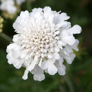 Scabiosa 'Flutter Pure White' | 3L Pot Perennial Plants