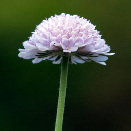 Scabiosa 'Flutter Pure White' | 3L Pot Perennial Plants