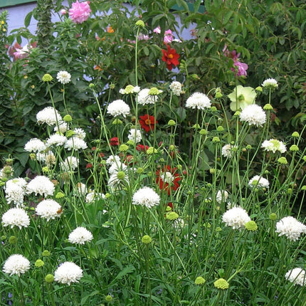 Scabiosa 'Flutter Pure White' | 3L Pot Perennial Plants