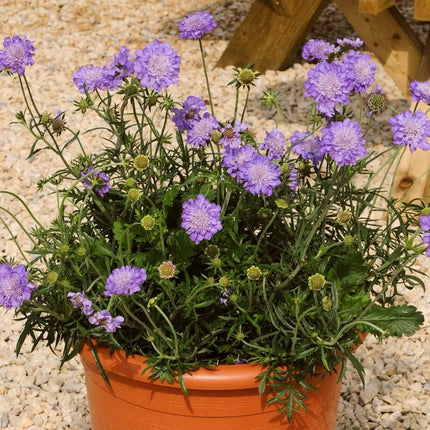 Scabiosa 'Mariposa Blue' | 3L Pot Perennial Bedding