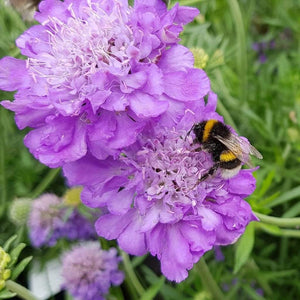 Scabiosa 'Mariposa Blue' | 3L Pot Perennial Bedding