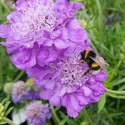 Scabiosa 'Mariposa Blue' | 3L Pot Perennial Bedding