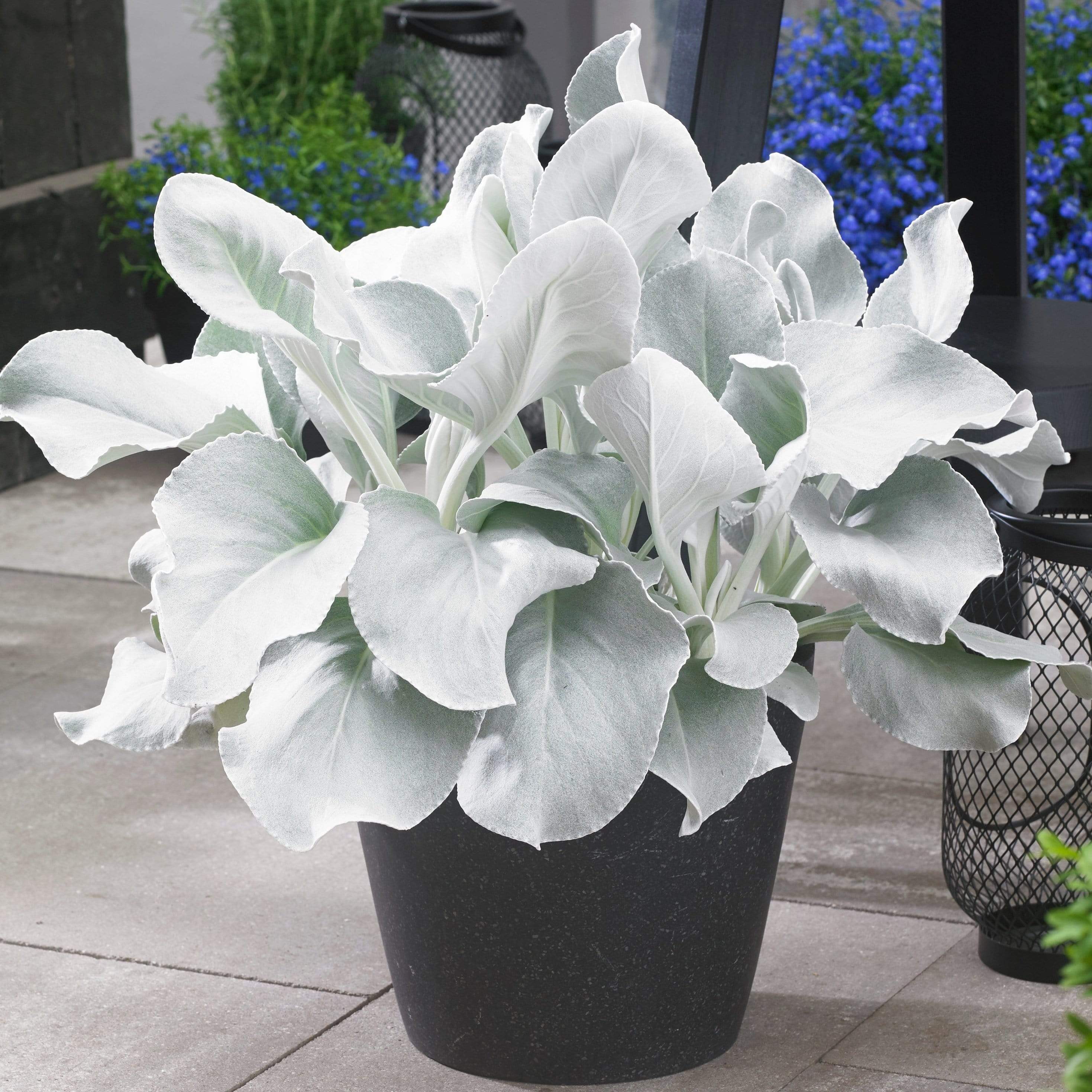 Senecio 'Angel Wings'