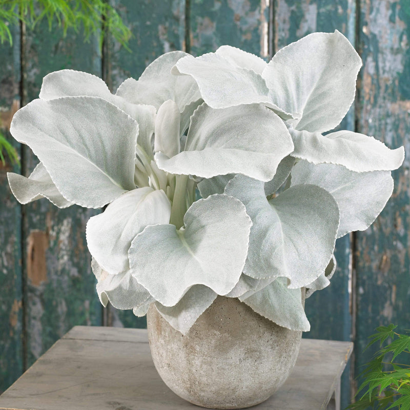 Senecio 'Angel Wings' | 3L Pot Perennial Bedding