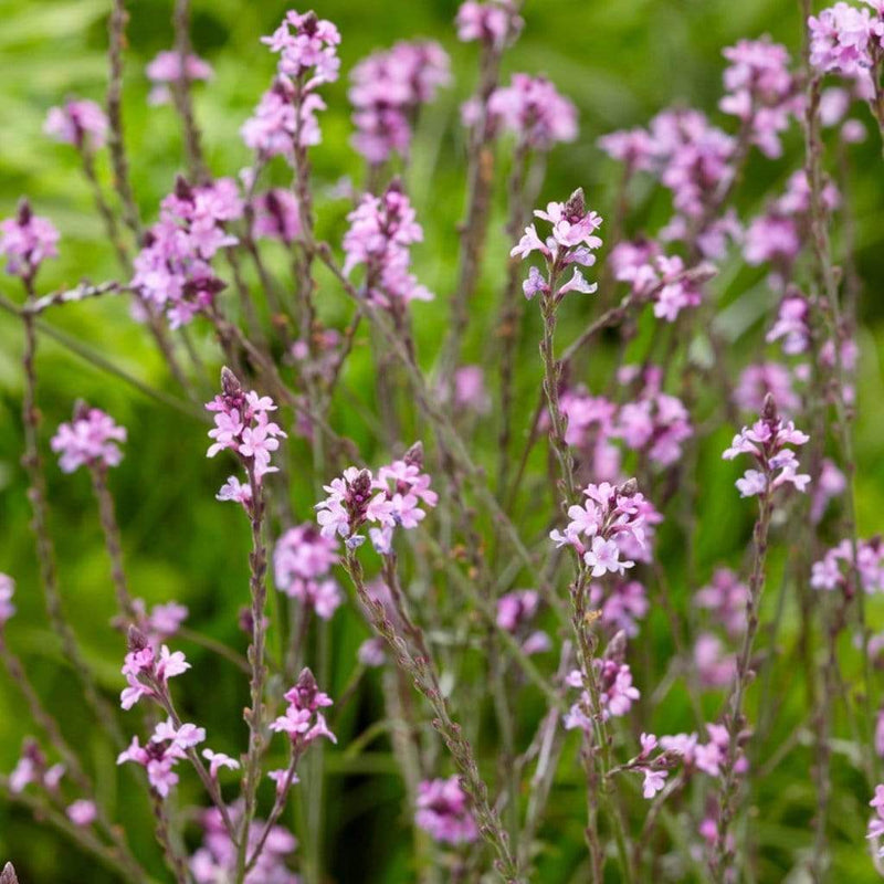 Verbena 'Bampton' | 3L Pot Perennial Bedding