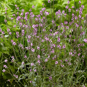 Verbena 'Bampton' | 3L Pot Perennial Bedding